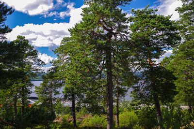 Low angle view of trees against sky
