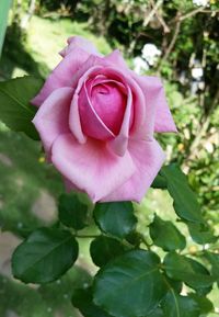 Close-up of pink rose blooming outdoors