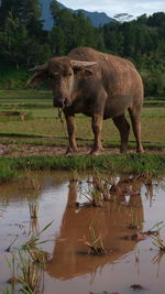 Buffalo in the middle of the rice fields