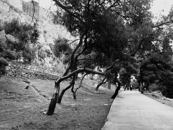 Narrow pathway along trees in park