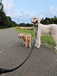 Dog standing on road against sky