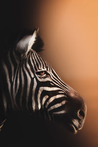 Close-up of a tiger