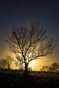 Silhouette tree against dramatic sky during sunset