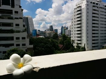 Flowers in city against cloudy sky
