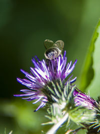 Close-up of honey bee on purple flower