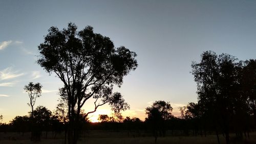 Silhouette trees against sky during sunset