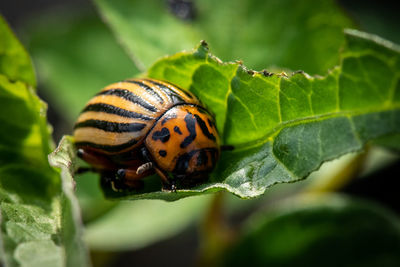 Close-up of insect on leaf