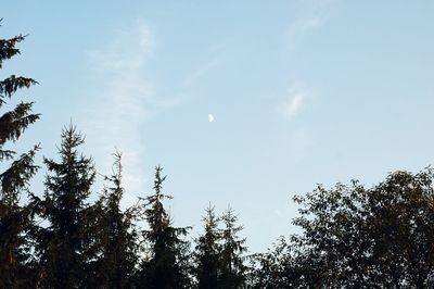 Low angle view of trees against sky
