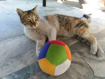 Portrait of cat sitting on floor