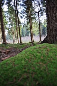 Trees in forest