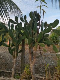 Close-up of succulent plant on field against sky