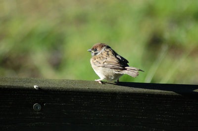 Close-up of bird perching on wood