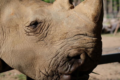 Close-up of elephant