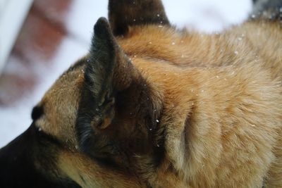 Close-up of dog