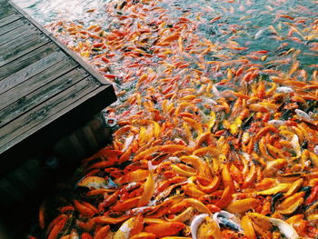 High angle view of fish swimming in water