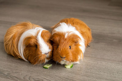 Two long-haired guinea pigs gnaw a cucumber