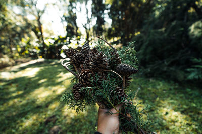 Person holding plant in forest