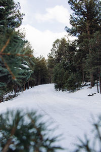 Trees on snow covered field against sky