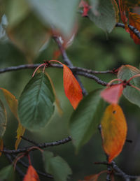 Close-up of fruits on tree