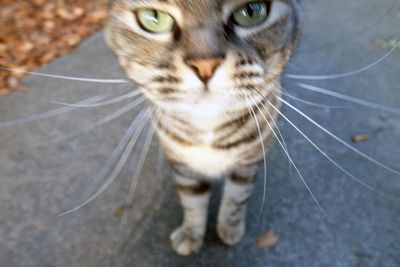 Close-up portrait of cat