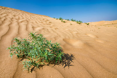 Plants growing in desert against sky