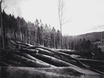 Trees on landscape