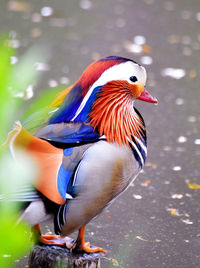 Close-up of duck