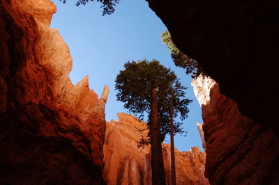 Low angle view of trees against clear sky