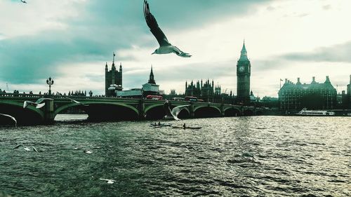 View of birds flying over river with city in background