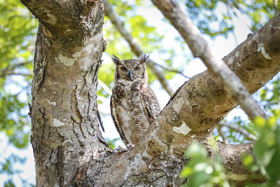 Low angle view of bird perching on tree