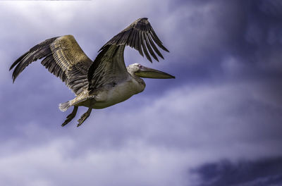 Low angle view of bird flying in sky