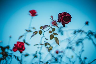 Close-up of red rose against blue sky