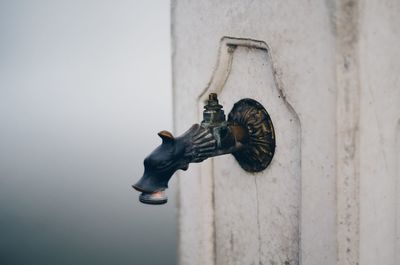 Close-up of an animal representation on wall