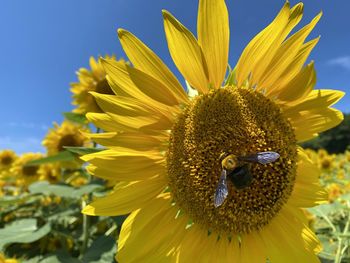 sunflower