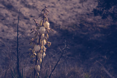 Close-up of plants against blurred background