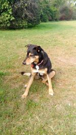 Dog running in field