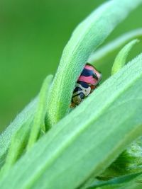 Close-up of ladybug on leaf