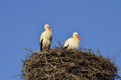 Low angle view of birds perching on nest against clear blue sky