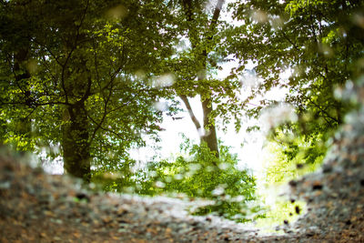 Trees growing in forest