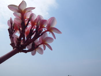 Low angle view of pink flower against sky