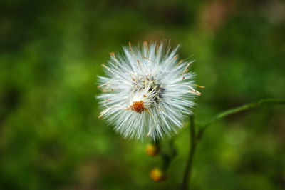 Close-up of white dandelion flower