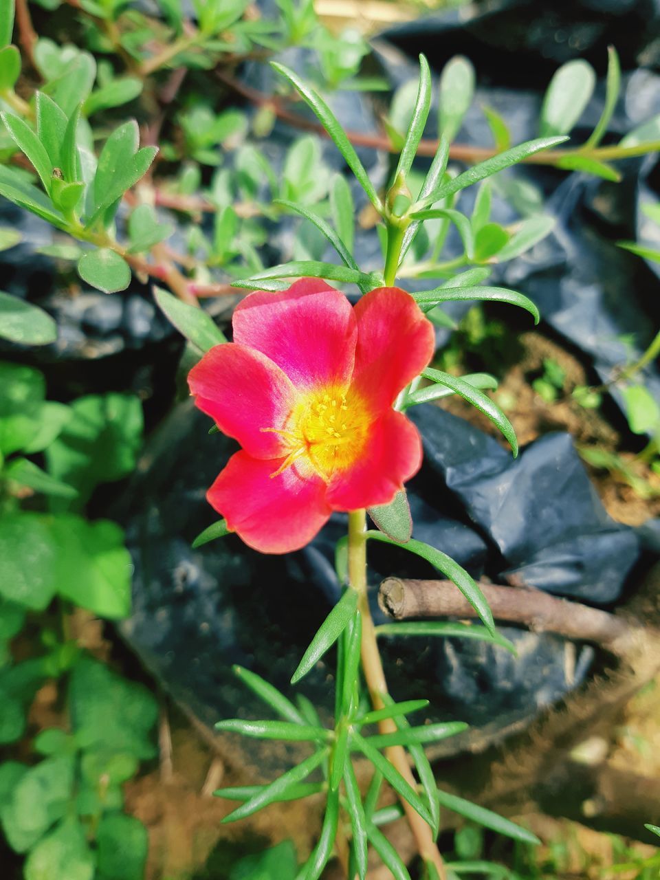 CLOSE-UP OF RED ROSE