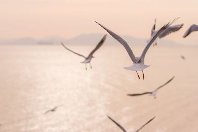 Birds flying over white background