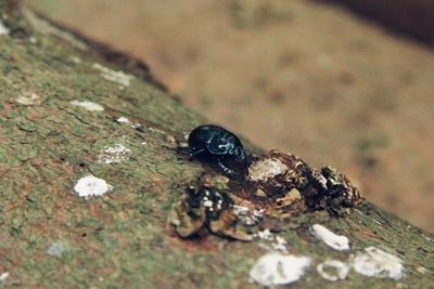 High angle view of insect on wood