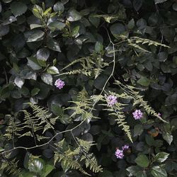 High angle view of flowers blooming in park