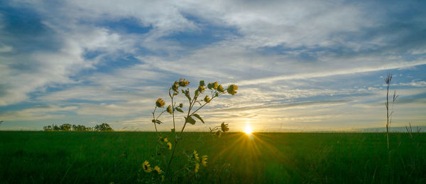 Scenic view of field against sky