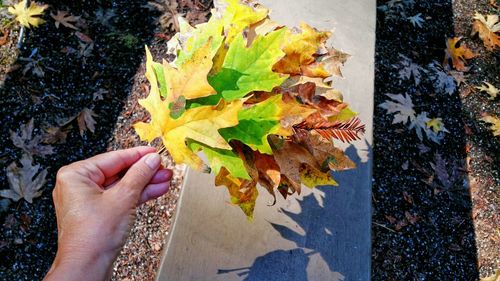 Cropped hand holding maple leaves during autumn