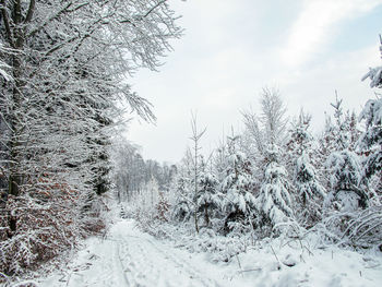 Snow covered land and trees against sky