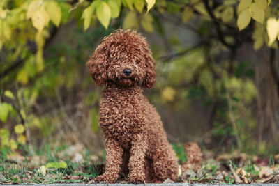Brown poodle in the park