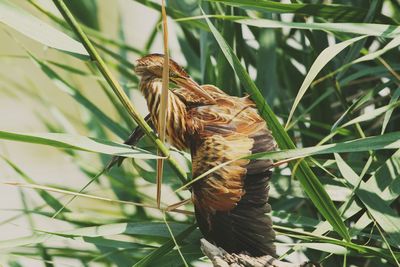 Close-up of bird perching on plant